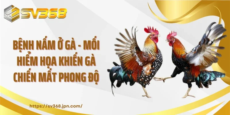 Bệnh Nấm Ở Gà - Mối Hiểm Họa Khiến Gà Chiến Mất Phong Độ