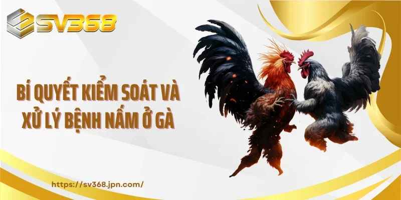 Bí quyết kiểm soát và xử lý bệnh nấm ở gà