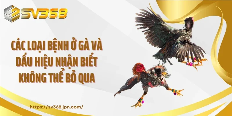 Các Loại Bệnh Ở Gà Và Dấu Hiệu Nhận Biết Không Thể Bỏ Qua