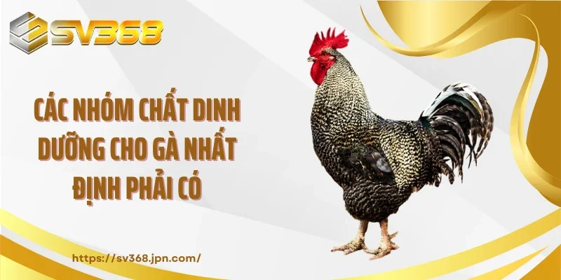 Các nhóm chất dinh dưỡng cho gà nhất định phải có