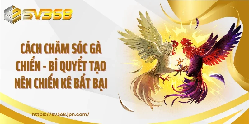 Cách Chăm Sóc Gà Chiến - Bí Quyết Tạo Nên Chiến Kê Bất Bại