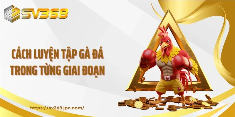 Cách luyện tập gà đá trong từng giai đoạn