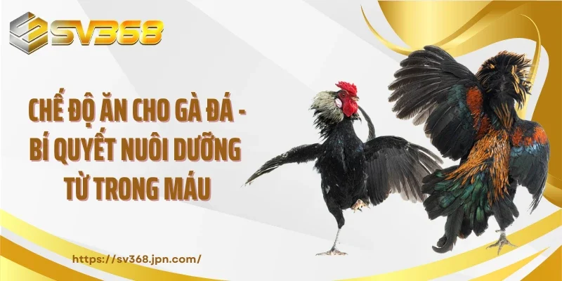 Chế Độ Ăn Cho Gà Đá - Bí Quyết Nuôi Dưỡng Từ Trong Máu