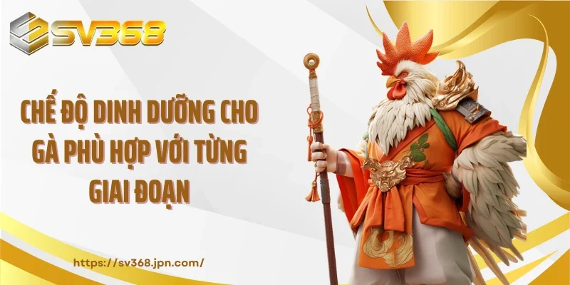 Chế độ dinh dưỡng cho gà phù hợp với từng giai đoạn