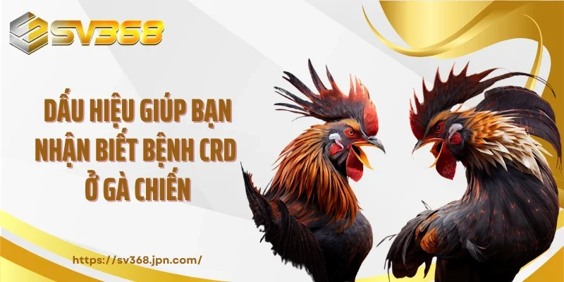 Dấu hiệu giúp bạn nhận biết bệnh CRD ở gà chiến