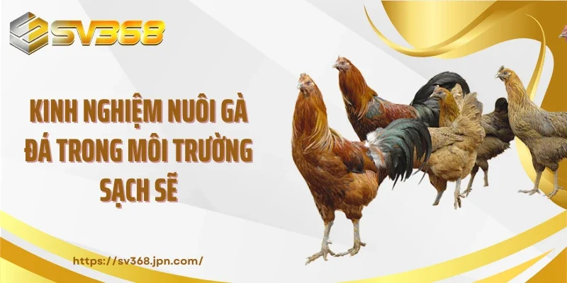 Kinh nghiệm nuôi gà đá trong môi trường sạch sẽ