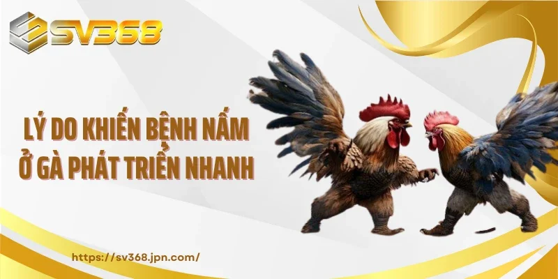 Lý do khiến bệnh nấm ở gà phát triển nhanh