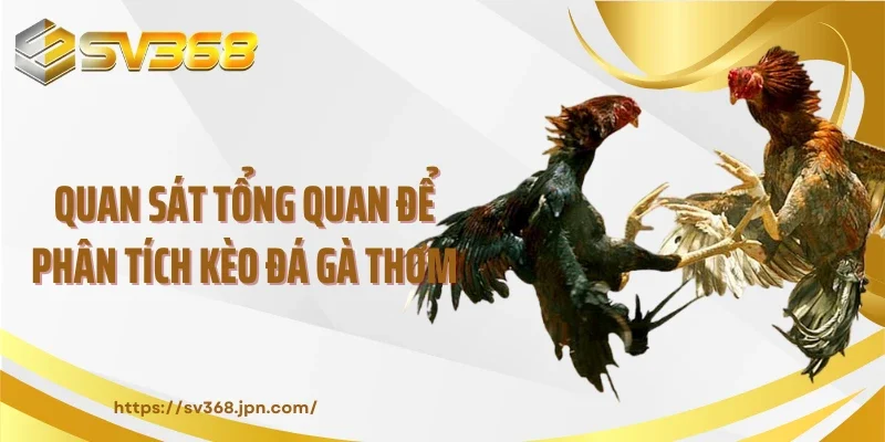 Quan sát tổng quan để phân tích kèo đá gà thơm