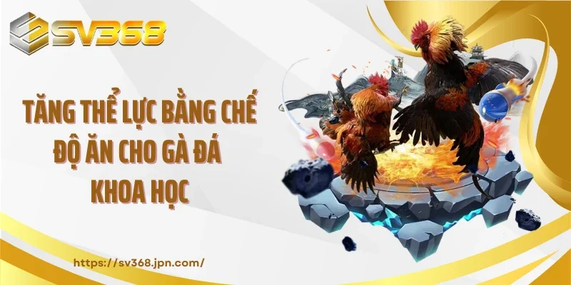 Tăng thể lực bằng chế độ ăn cho gà đá khoa học