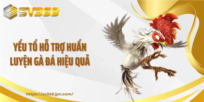 Yếu tố hỗ trợ huấn luyện gà đá hiệu quả